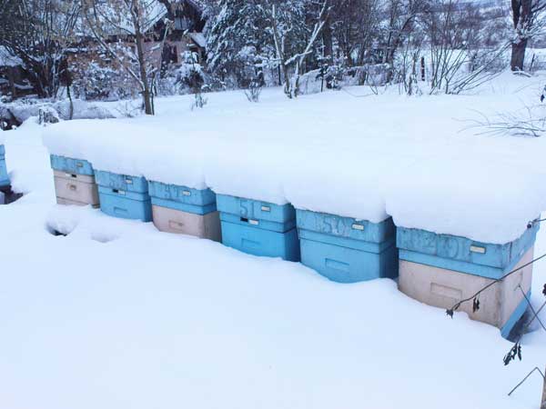 Pasieka zimą