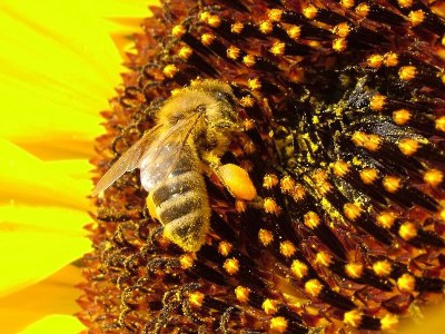 pszczoła z pyłkiem pszczelim kwiatowym pszczoła z pyłkiem pszczelim kwiatowym