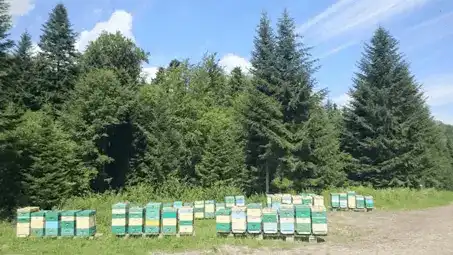 Od lasu do stołu: Odkrywanie unikalnych właściwości miodu spadziowego