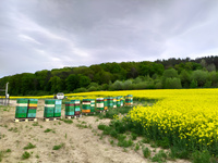 Miód Rzepakowy KREMOWANY 1,2 kg PREMIUM