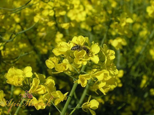 Miód Rzepakowy KREMOWANY 1,2 kg PREMIUM